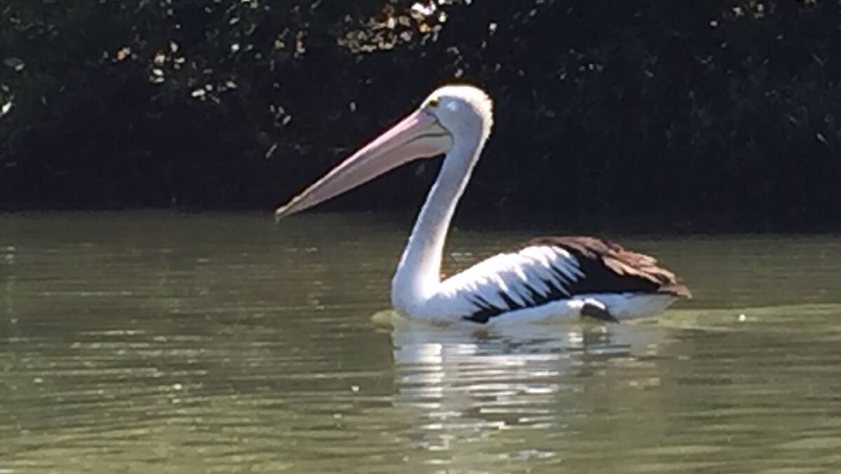 Pelican and mangroves, Throsby Creek