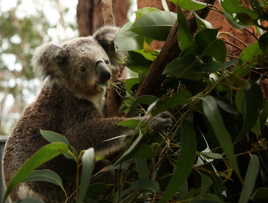 SAVED: Eila, a koala rescued from the Mambo Wetlands bushfires, eats leaves.
