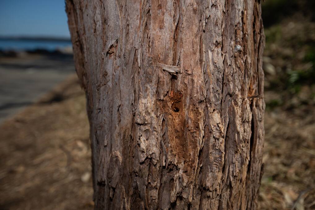 A poisoned tree near The Esplanade, with a drill hole visible. Picture: Marina Neil