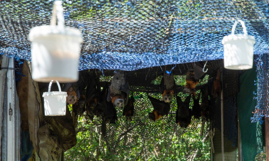 Flying foxes in the backyard aviary. Picture: Marina Neil