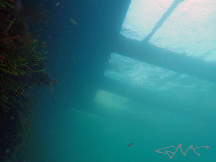 An underwater view of the wreck of the 'Adolphe'. Picture by Tony Strazzari, Grey Nurse Charters