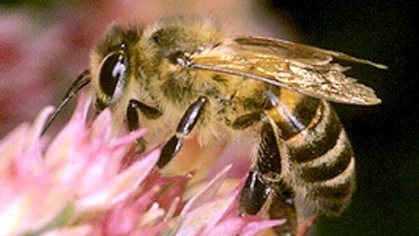 BUZZ: Australia has been the only major honey producing country free of the pest.