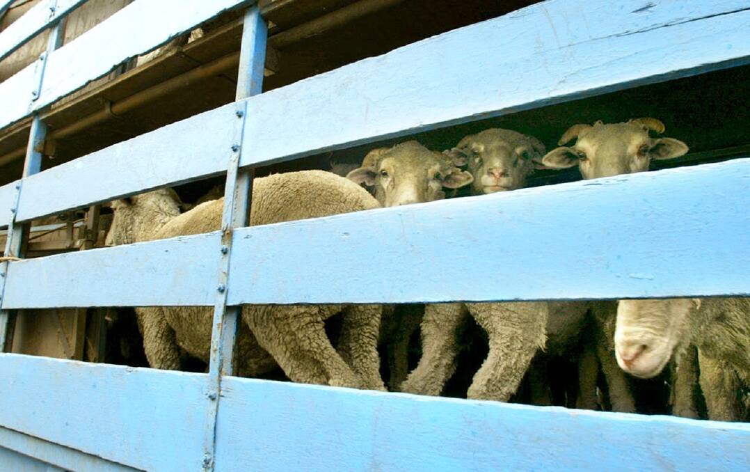 CRUEL: A northern summer live export ban was introduced this year after thousands of sheep died aboard the Awassi Express from heat stress in 2017.