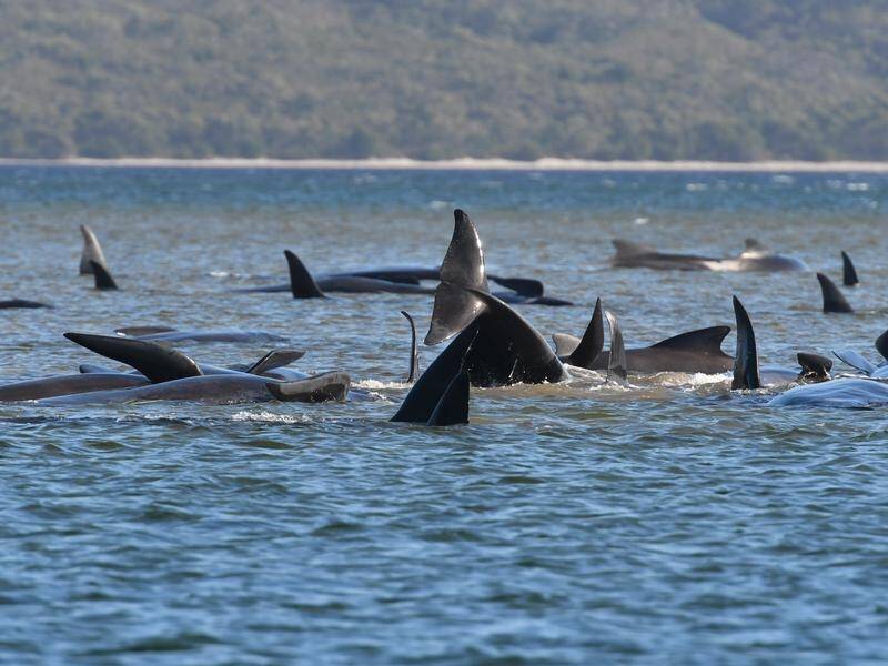Authorities have confirmed 380 pilot whales of about 470 stranded in Tasmania have died.