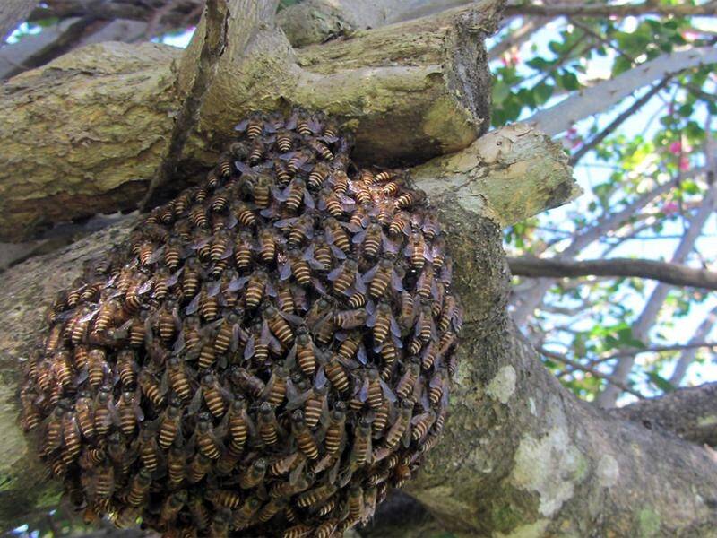 Asian honey bees have taken hold in Queensland, where there are more than 10,000 colonies. (HANDOUT/UNIVERSITY OF SYDNEY)