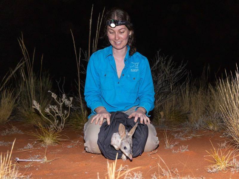 Field ecologist Aliesha Dodson releases one of several bilbies in a predator-safe NT refuge.
