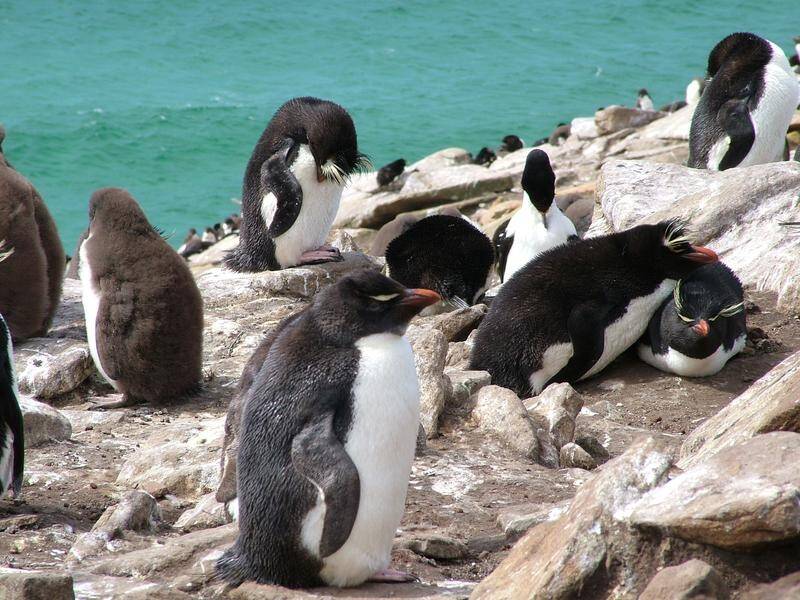 Experts fear bird flu could spread among penguins in the Falkland Islands. (David Potts/AAP PHOTOS)