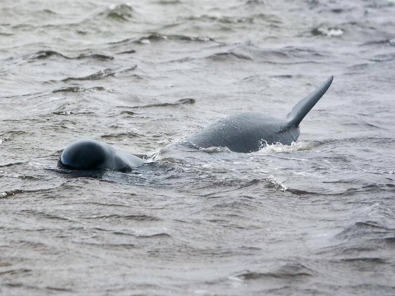 More than 450 pilot whales have died in strandings on Pitt and Chatham Islands off New Zealand. (Patrick Gee/The Mercury/AAP PHOTOS)