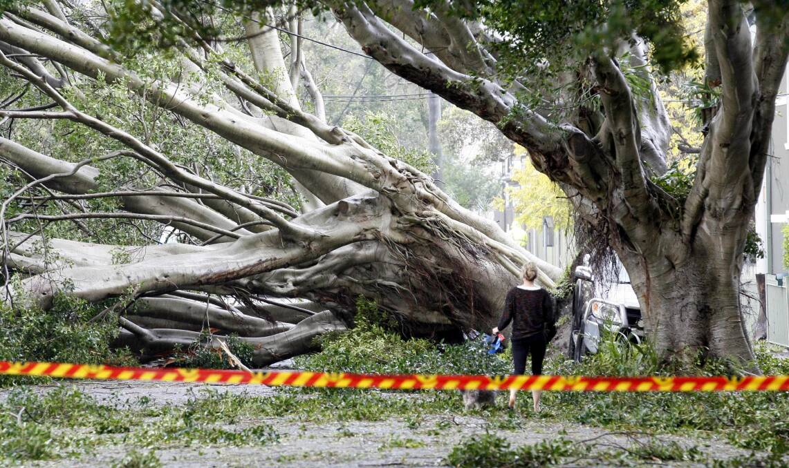 A passer-by looks at one of the fallen fig trees in Laman Street. Picture: Darren Pateman