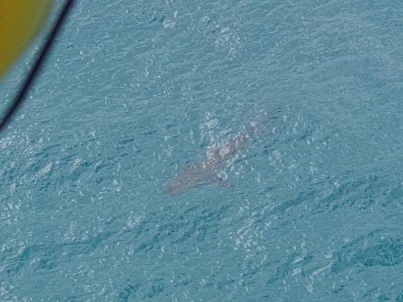 A shark believed to be the one that killed a 60-year-old Queensland surfer.