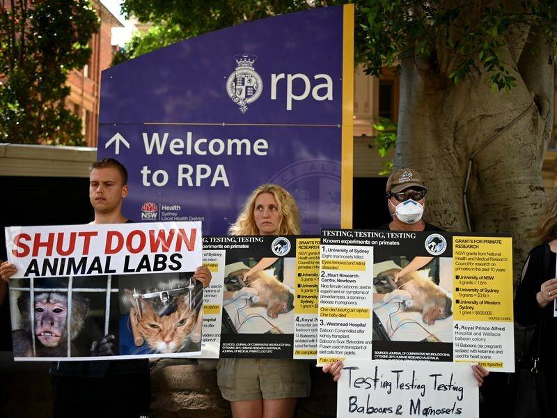 The escape of baboons at a Sydney hospital has prompted a protest against animal experimentation.