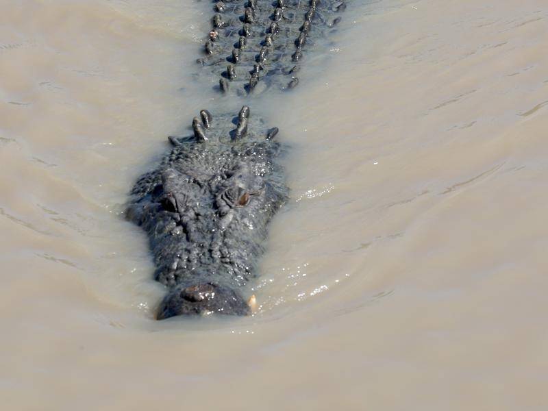 A new species of New Guinea crocodile has been identified by scientists.