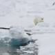 A polar bear attacked a campsite in Norway's Arctic Svalbard Islands, injuring a French tourist. (AP PHOTO)
