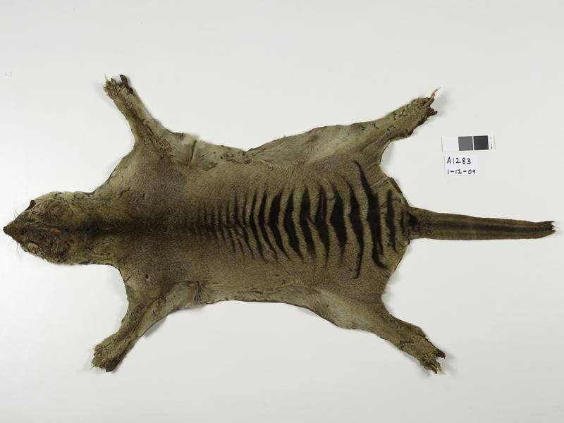 The remains of the last Tasmanian Tiger from the Hobart Zoo have been found in a museum cupboard. (PR HANDOUT IMAGE PHOTO)
