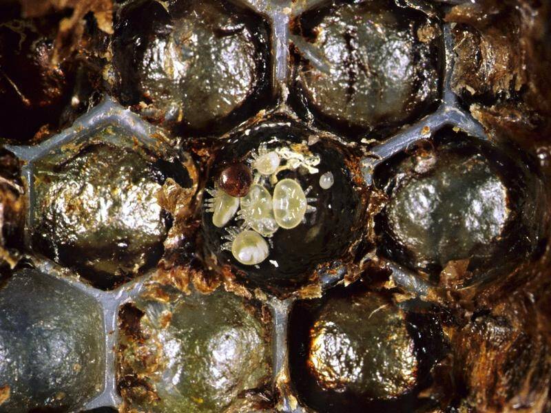 Australian scientists are developing a pesticide that can specifically target the varroa mite. (PR HANDOUT IMAGE PHOTO)