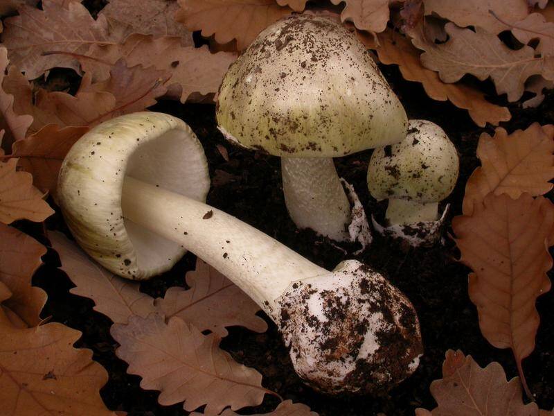 At least eight people in NSW have been admitted to hospital after being poisoned by wild mushrooms.