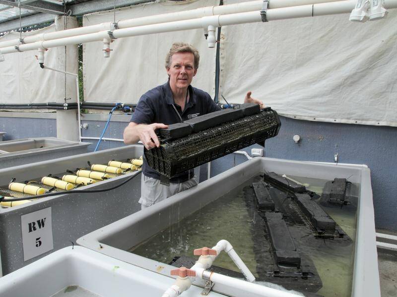 The National Marine Science Centre's Stephan Soule is helping to look after flood-affected oysters.
