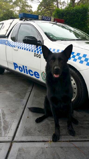LOCAL HERO: Police dog Marco helped to save a missing man, with assistance from his handler.