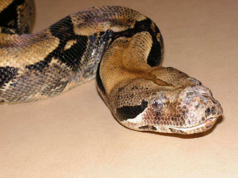 A boa constrictor snake is thought to be on the loose after a shed skin was found in western Sydney.