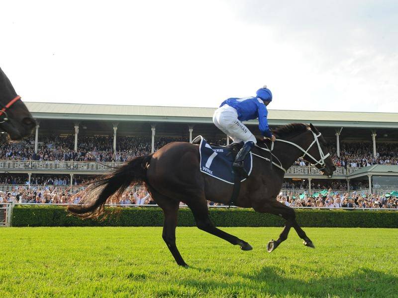The owners of champion Winx are expected to confirm her first pregnancy in coming days.