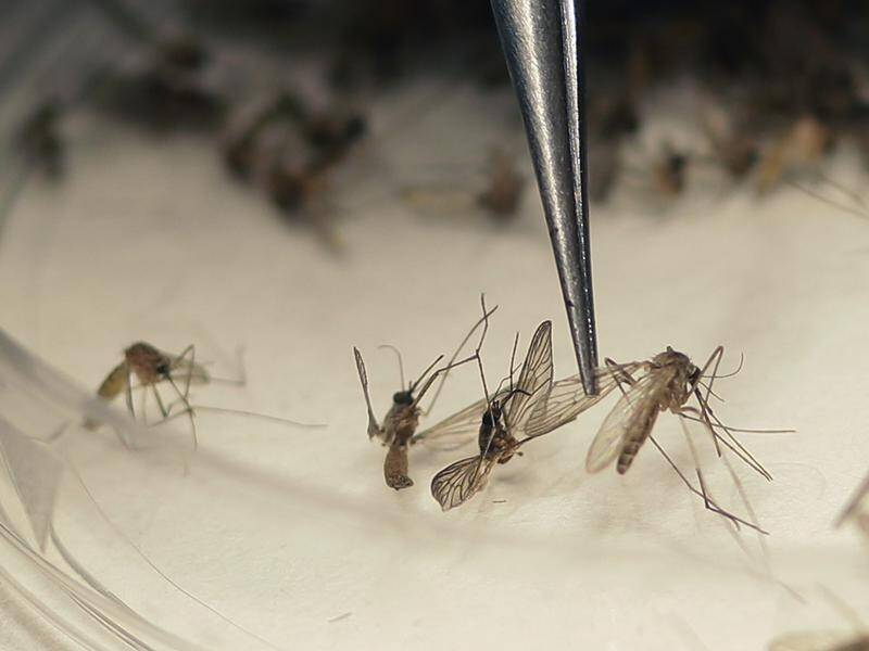 People in Victoria's north risk contracting the Murray Valley encephalitis virus from mosquitoes. (AP PHOTO)