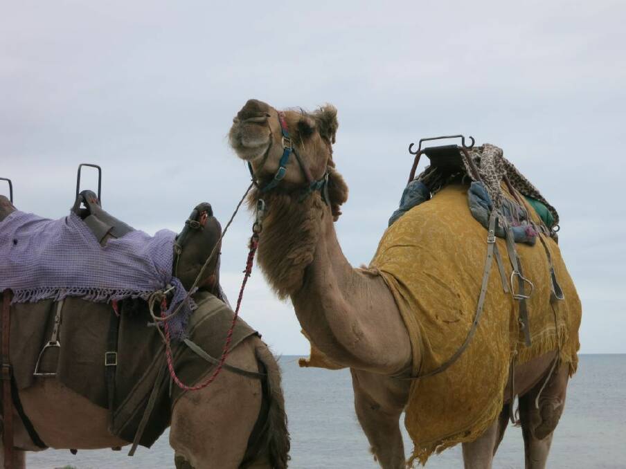 Camels in Victor Harbor, South Australia. Great Australian Road Trip. Lily Ray photo.