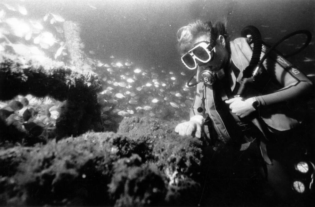 Stockton Bight Military Disaster of 1954. MAA diver Pauline de Vos examines the encrusted wreck of an Army tank 120 feet down  in Stockton Bight (8/11/84). Contributor photo by Chris Paterson.