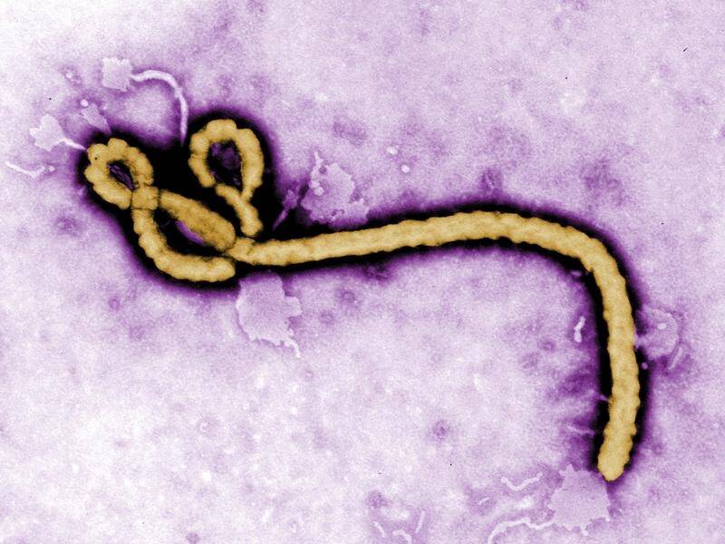 An Ebola outbreak in the Democratic Republic of Congo has grown to 11 cases, officials say.