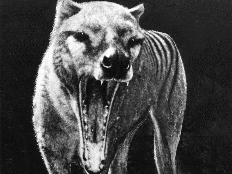 Authorities say there is no evidence to confirm the thylacine still exists.
