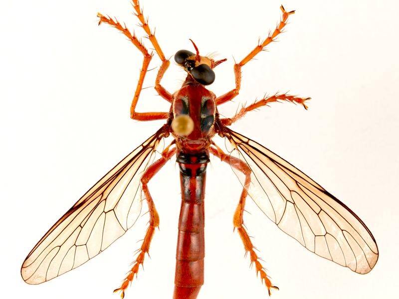 CSIRO scientists have named a fly species Deadpool, in a nod to a Marvel comic character.