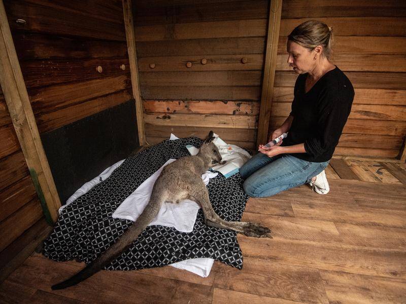 Sara Tilling is determined to continue nursing animals to health in the aftermath of the bushfires.