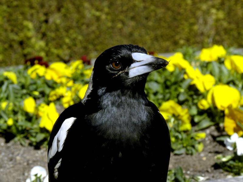 Magpies thwarted research work when they teamed up to remove harnesses holding GPS trackers.
