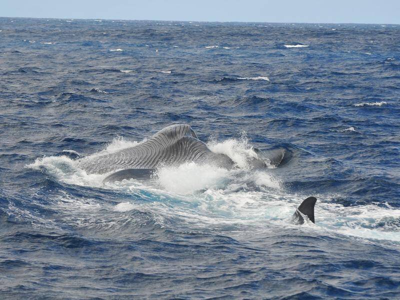 Australian scientists have discovered a new population of rare pygmy blue whales in the Indian Ocean