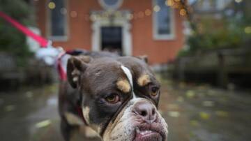 Vets are warning American dog owners to take extra care this holiday season. (AP PHOTO)