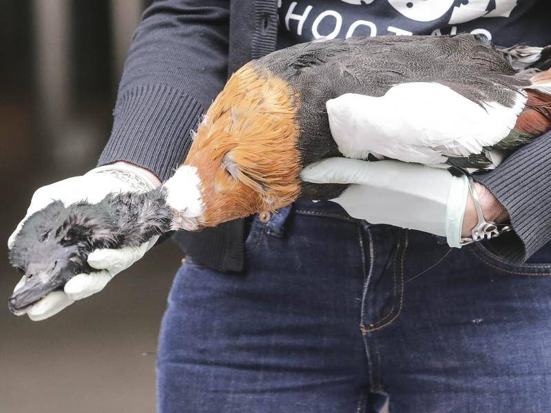 Wildlife Victoria says many birds are injured and have to be put down during duck hunting. (Wayne Taylor/AAP PHOTOS)
