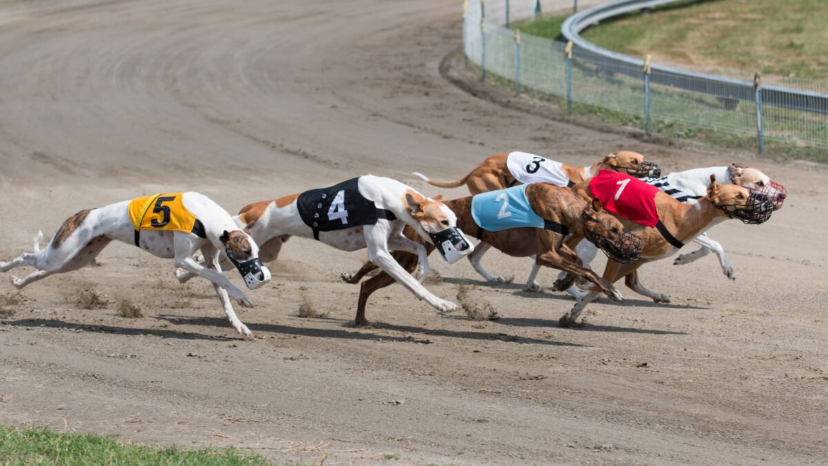 MAJOR SPORT: 70 per cent of Greyhound Racing competitors are based in Regional NSW. Photo: SHUTTERSTOCK. 