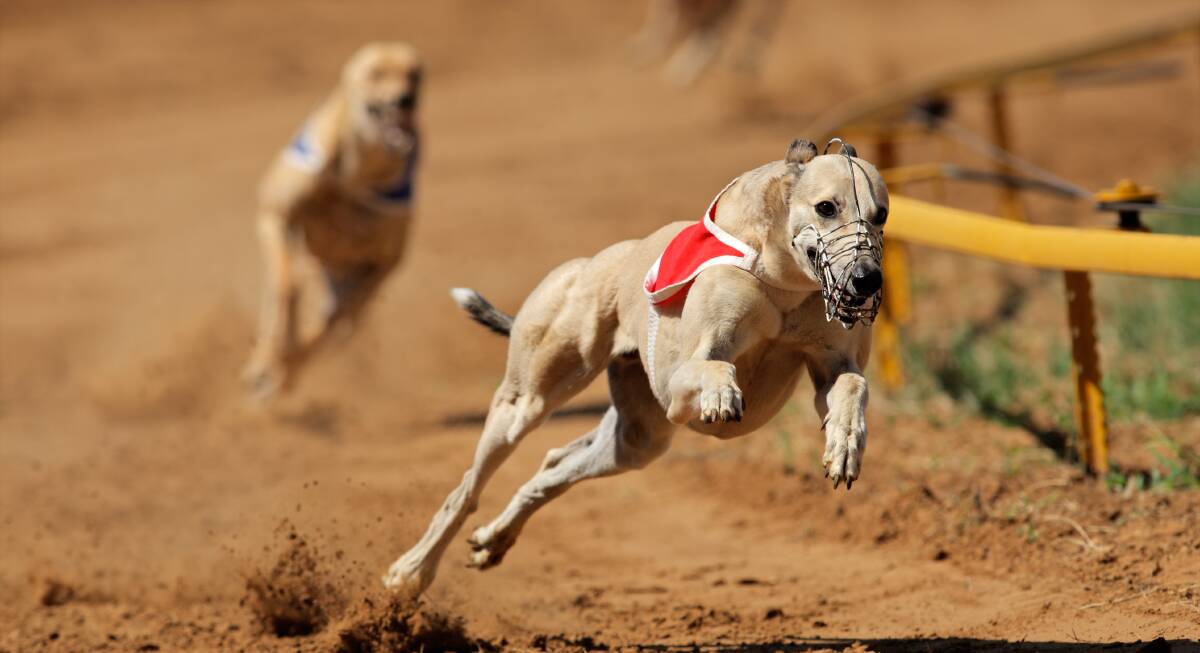 RACING CONTINUES: Through careful management, greyhound racing continued through the pandemic. Picture: SHUTTERSTOCK. 