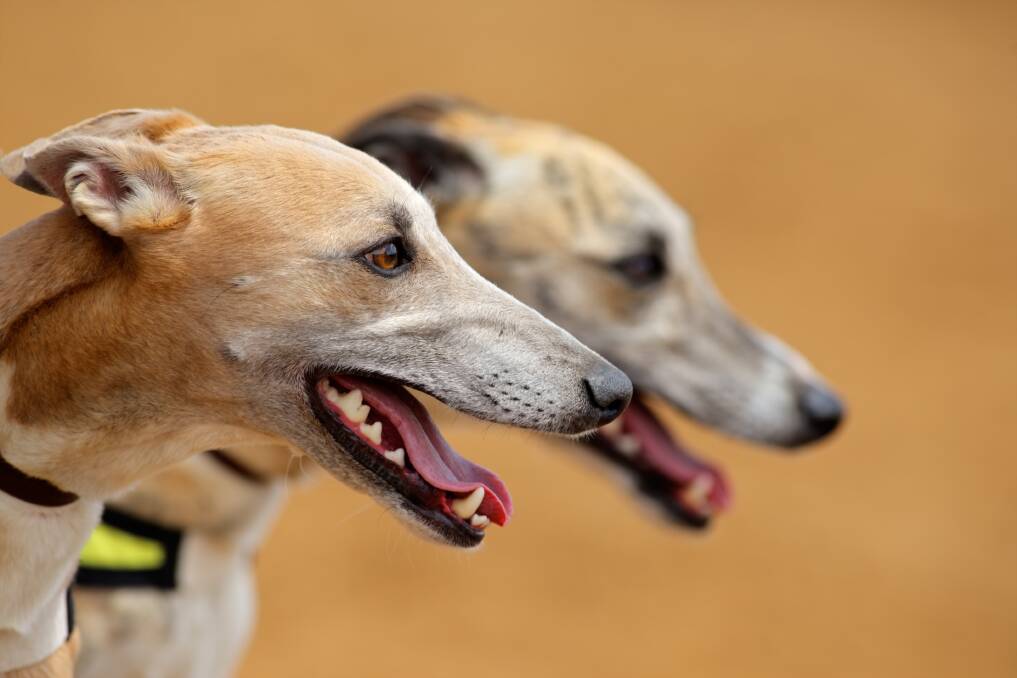 UPGRADES: Track upgrades are underway to strengthen greyhound racing across NSW. Photo: SHUTTERSTOCK. 
