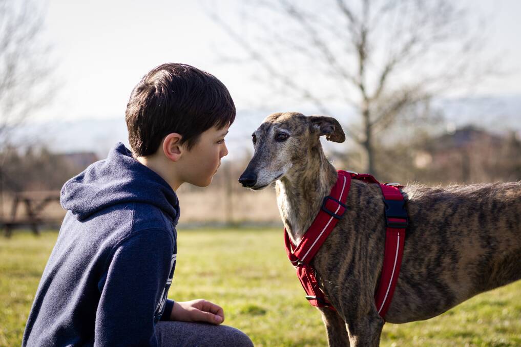 PERFECT PETS: November is National Adopt A Senior Pet Month. Picture: SHUTTERSTOCK. 