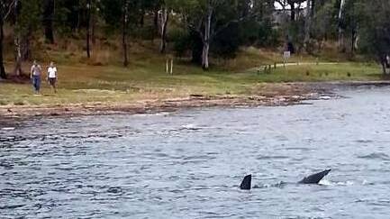 Screengrab from video taken by Clinton Bambach of a great white shark cruising in the water next to the jetty at Murray's Beach, Lake Macquarie. 4th December 2014 pic Clinton Bambach

