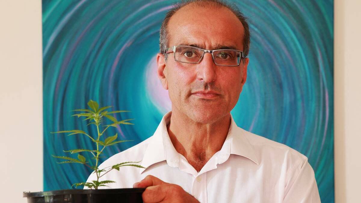 PRO CANNABIS: Dr Andrew Katelaris with a marijuana plant in Newcastle on Tuesday.   Picture: Ryan Osland