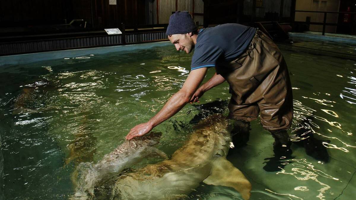 Ryan Pereira feeding the tawny nurse sharks at the Shark and Ray Centre at Bobs Farm on Thursday. Picture Max Mason-Hubers 