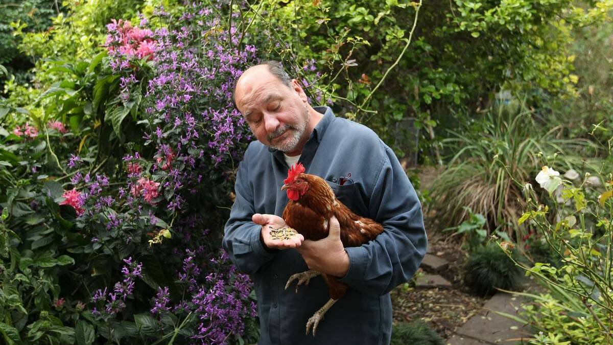 Animal Justice Party MP Mark Pearson, who was given a seat in the NSW Legislative Council on Friday, feeding grain to a rescued battery hen in the garden of friend & fellow Animal Justice Party member Loraine Branz in Windale NSW.  Picture Max Mason-Hubers 