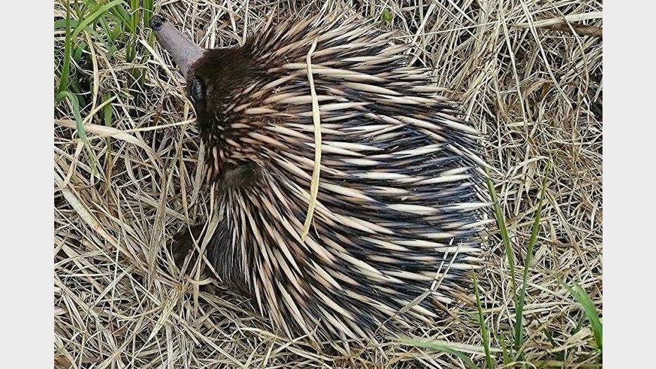 Another  echidna - this one spotted at Mount View by Eleanor Lennard. 