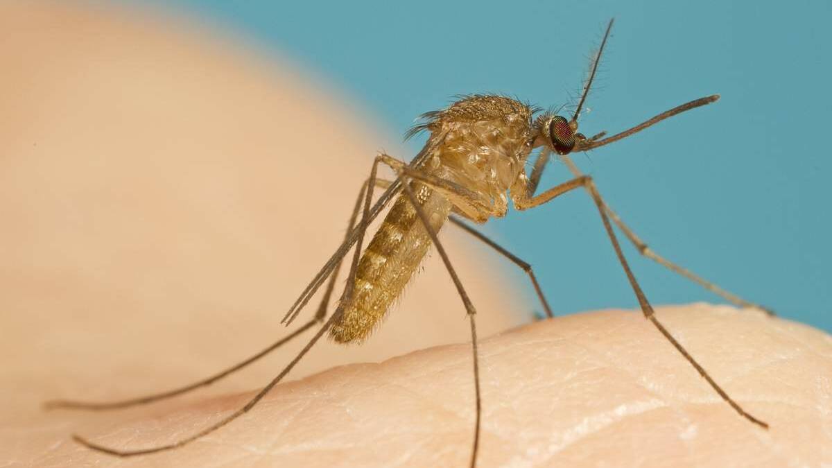 Warning issued after Hunter mosquitoes test positive to virus