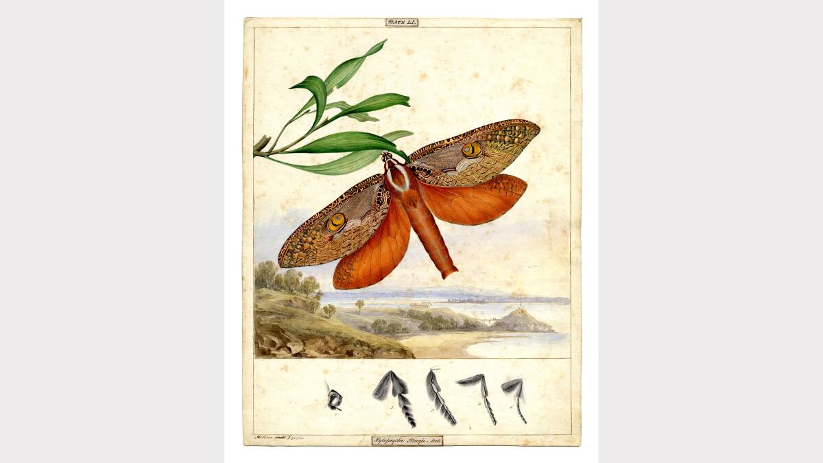 Images from the app The Art of Science: Butterfly and Moth Paintings by the Scott Sisters, which will be launched on Friday. 