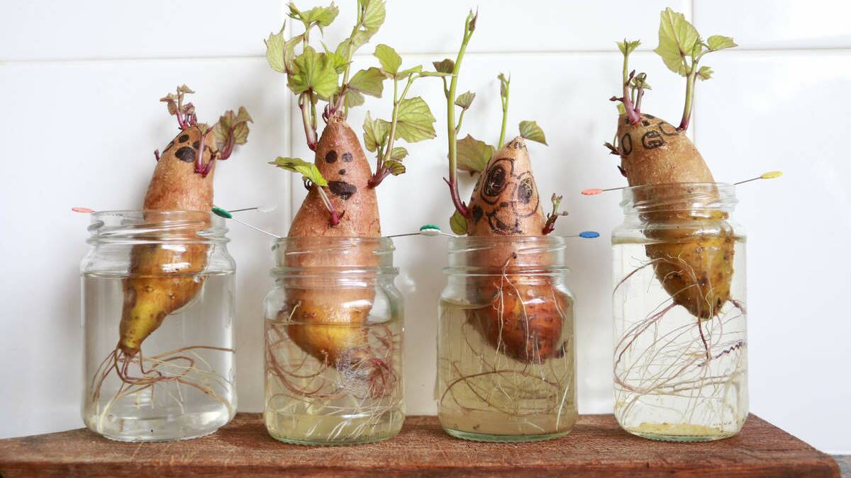 COOL CHARACTERS: Growing sweet potato slips provides families with lots of learning opportunities – and a lot of fun.  Picture: Tricia Hogbin
