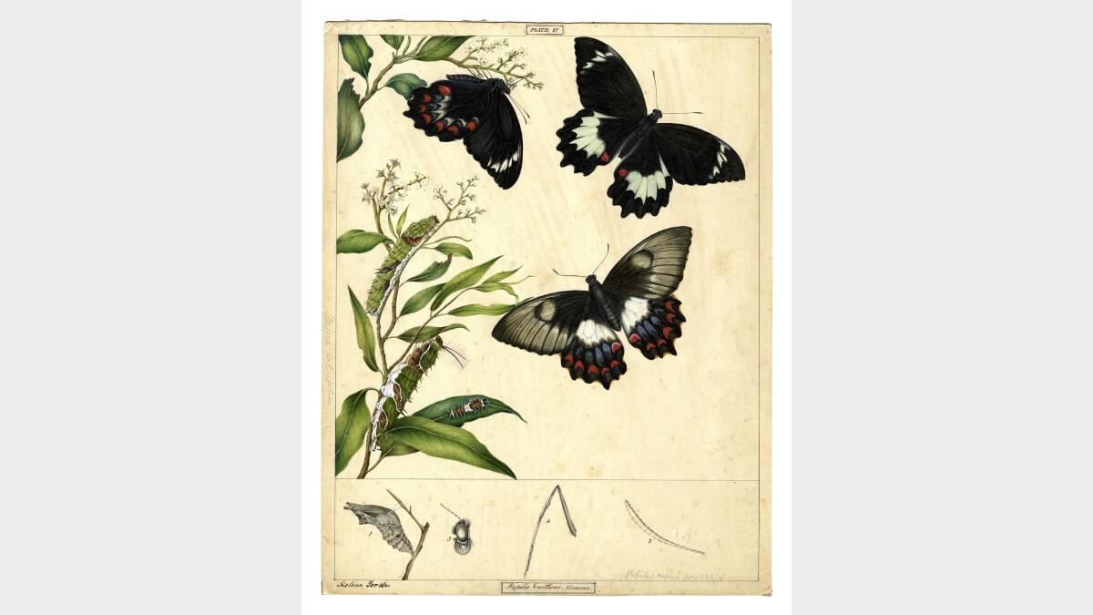 Images from the app The Art of Science: Butterfly and Moth Paintings by the Scott Sisters, which will be launched on Friday. 
