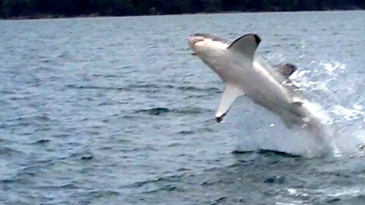 STUNNING: A great white shark leaps from  Lake Macquarie, above; Warren Sternbeck and Rodney Collins, who spotted the shark, left.

Main picture: Rod Collins

Inset: Ryan Osland