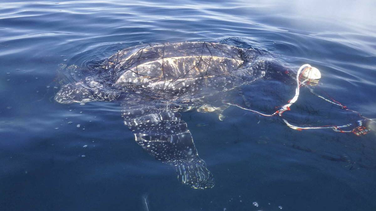 CAUGHT UP: The turtle tangled in a shark net.  Picture: Dave Jackson